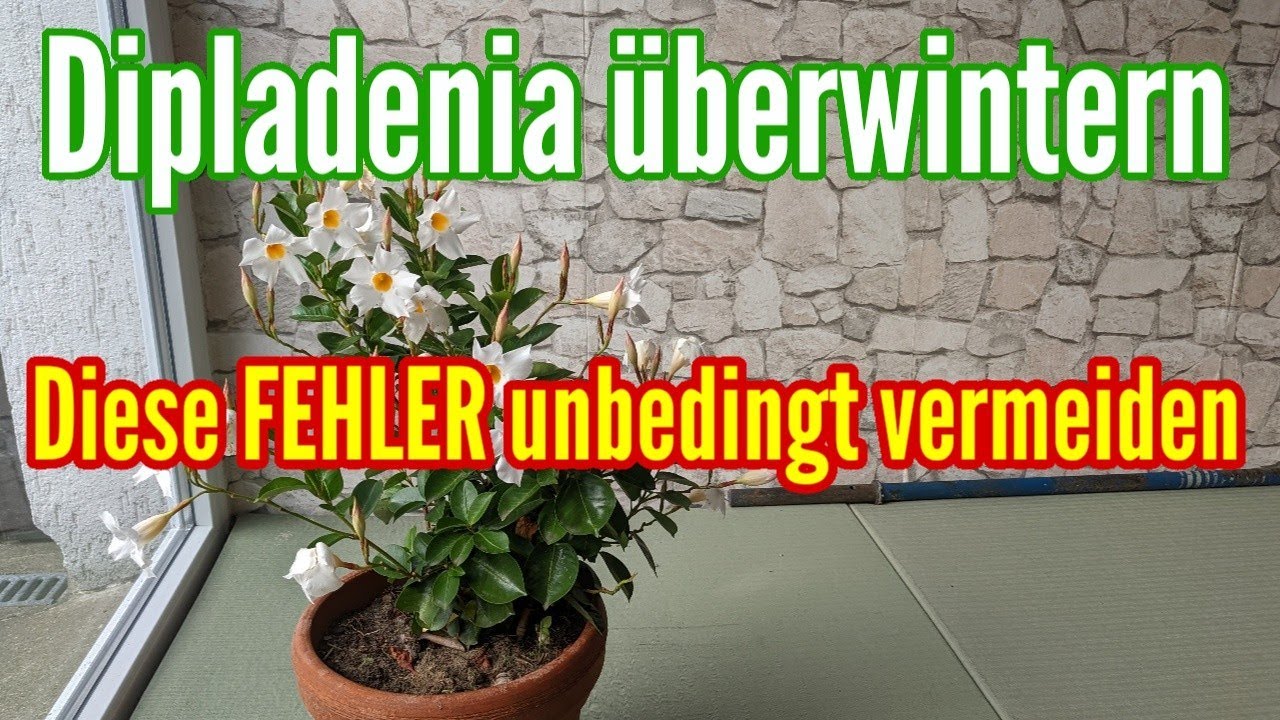 DIPLADENIA überwintern - Die häufigsten FEHLER unbedingt vermeiden bei Überwinterung Dipladenia