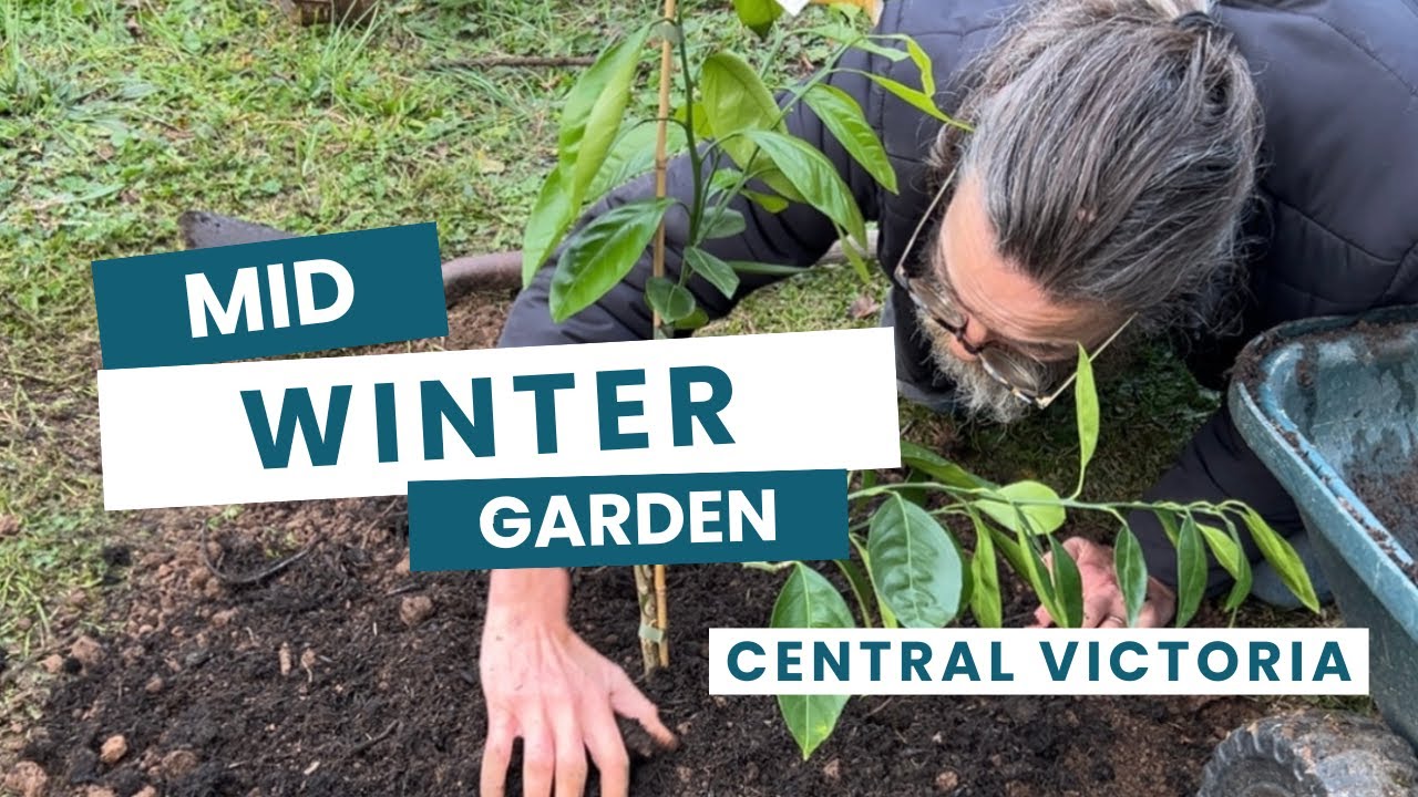 Mid winter garden in Central Victoria