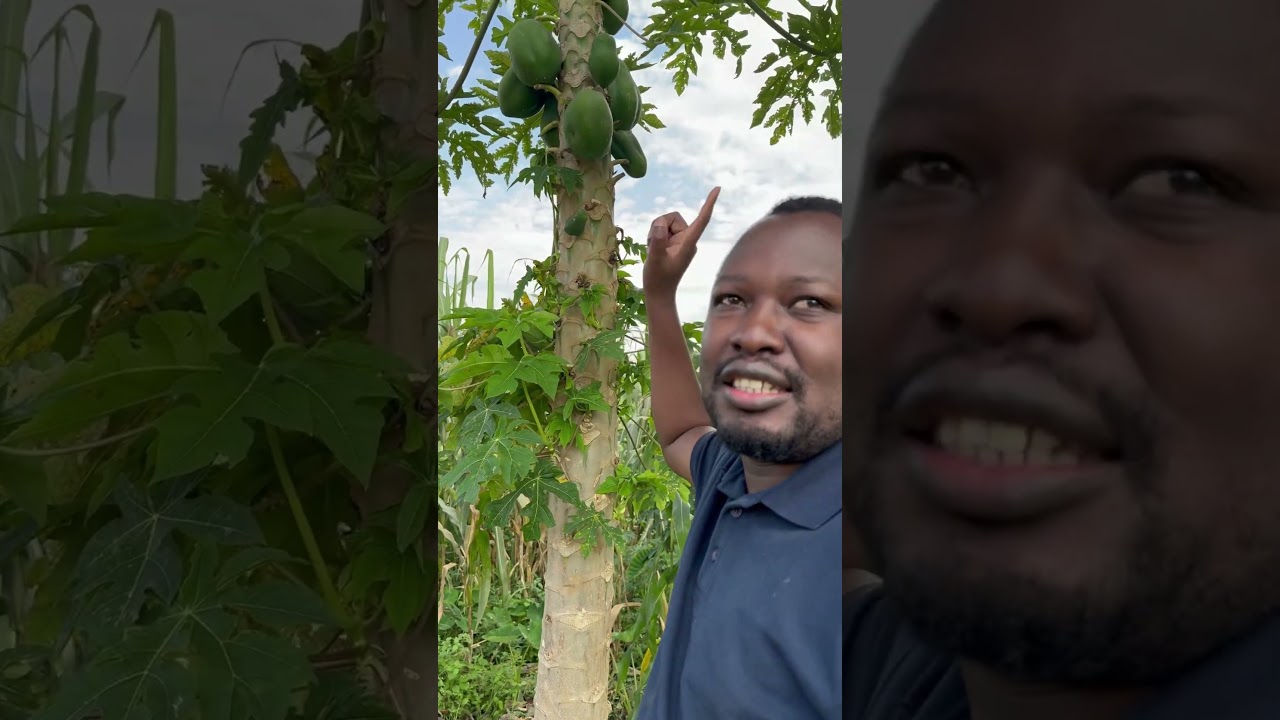 Paw paw Vs Papaya
