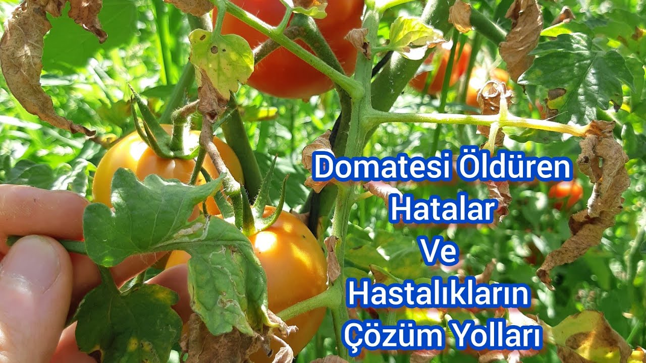 Acil İzle ve Domatese Kesinlikle Bunu Yapma🍅Domatesi Öldüren Hatalar Ve Hastalıkların Çözüm Yolları