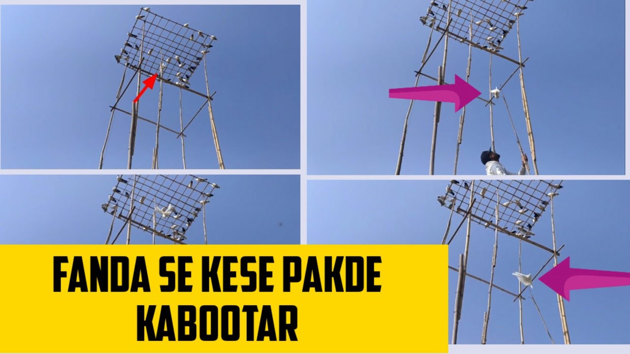 FANDA से KABOOTAR केसे पकड़े !! TRY catching pigeon with fanda