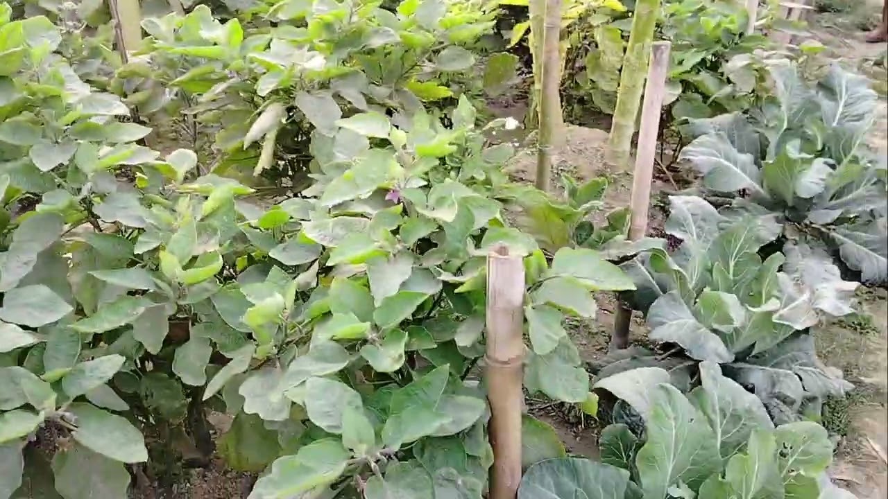 এক জমিতে কতো ধরণের ফসল চাষ 
