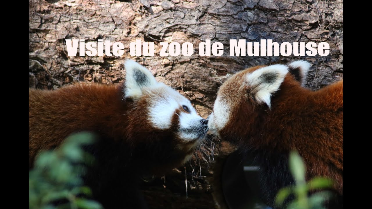Visite du zoo de Mulhouse