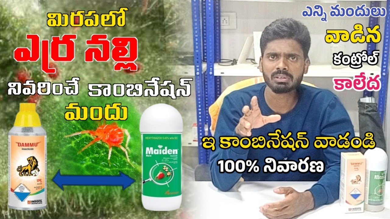 #మిరపలో ఎర్ర నల్లి నివారణ|ఎర్ర నల్లి నివరించే కాంబినేషన్ మందు 100% నివారణ#ఎర్ర_నల్లి #నల్లి #chilli