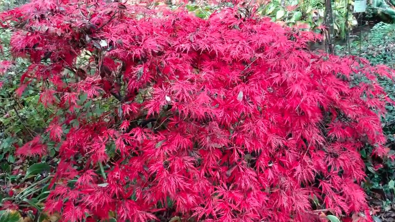 Couleurs d'automne dans l'arboretum d'Ingrannes dans le Loiret