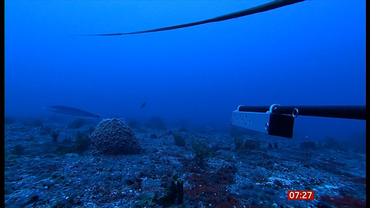 More species and habitats uncovered in the Caribbean waters - 7/Mar/2026