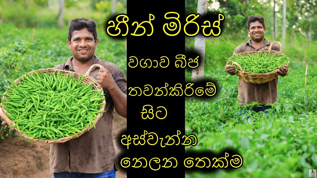 මිරිස් වගාව බීජ තවන්කරන  තැනසිට අස්වැන්න නෙලනතෙක්ම Chili cultivation from seed planting to harvest