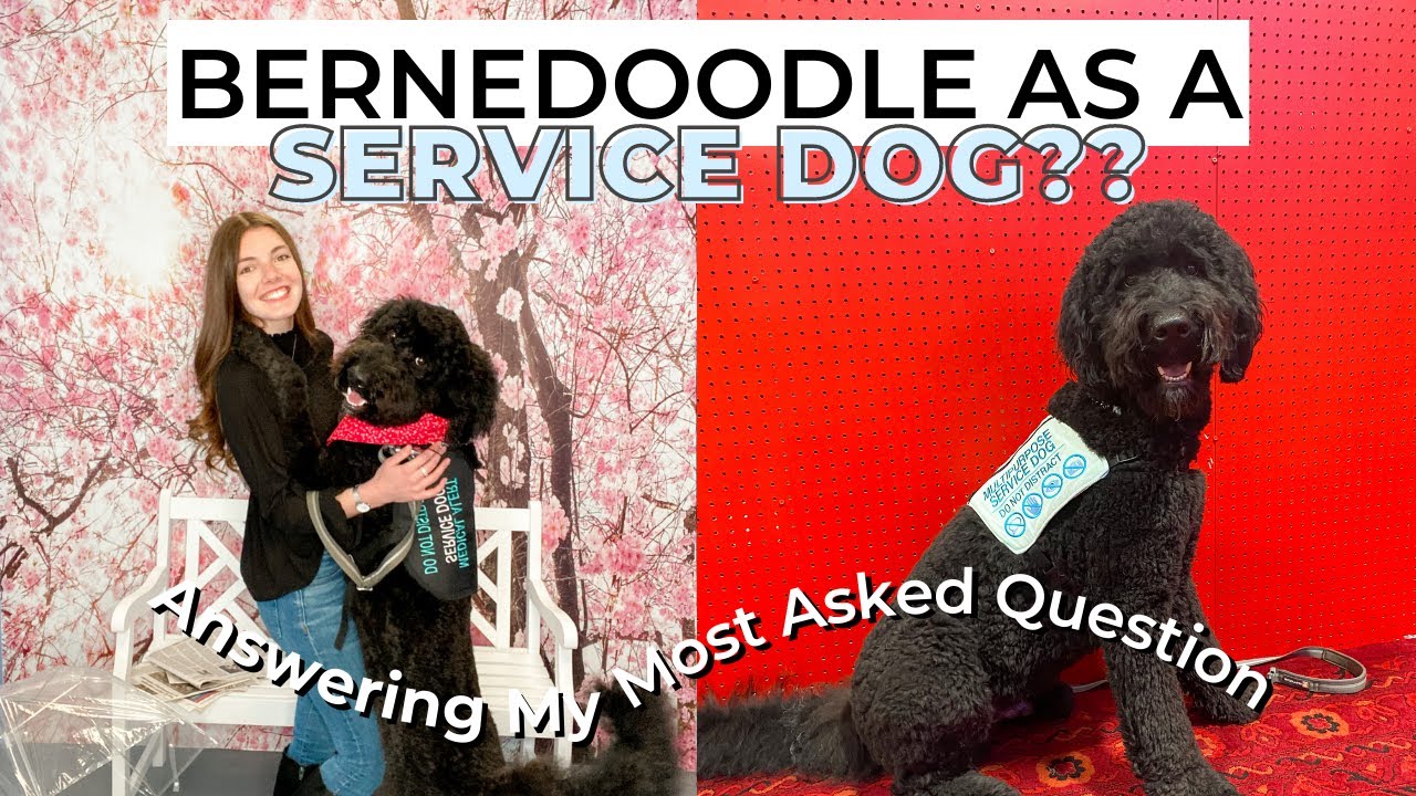 WOULD I RECOMMEND A BERNEDOODLE AS A SERVICE DOG?? | my most asked question
