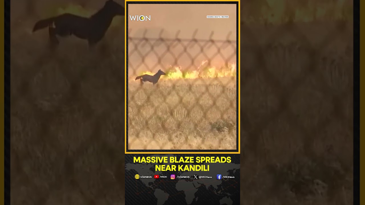 Horses Flee From Wildfire Northwest of Athens | WION
