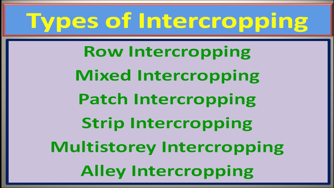Types of Intercropping