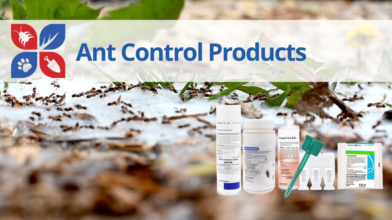 The Best Ant Control Products to Keep Your Home Ant-Free | DoMyOwn.com