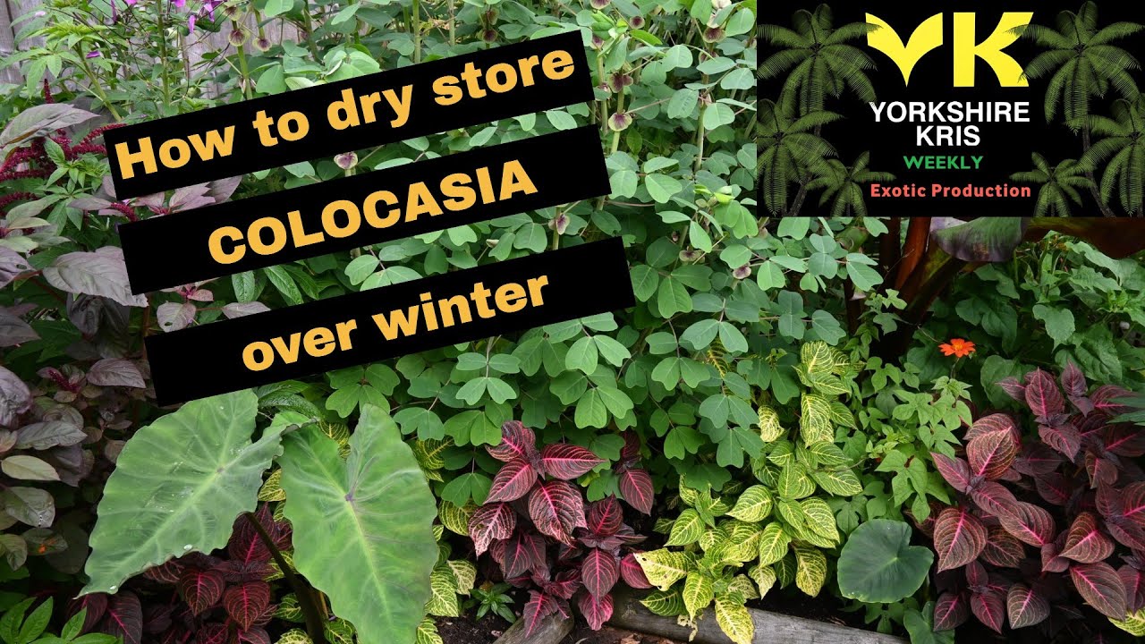 How to dry store COLOCASIA over winter