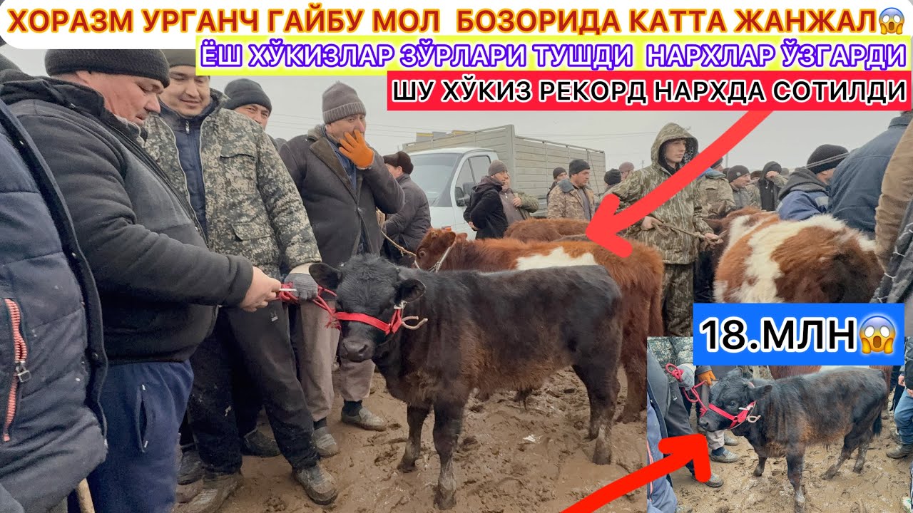 ШУ ЁШ ХЎКИЗ РЕКОРД НАРХДА СОТИЛДИ 18.МЛНГА ХОРАЗМ УРГАНЧ ГАЙБУ МОЛ  БОЗОРИДА КАТТА ЖАНЖАЛ😱2026