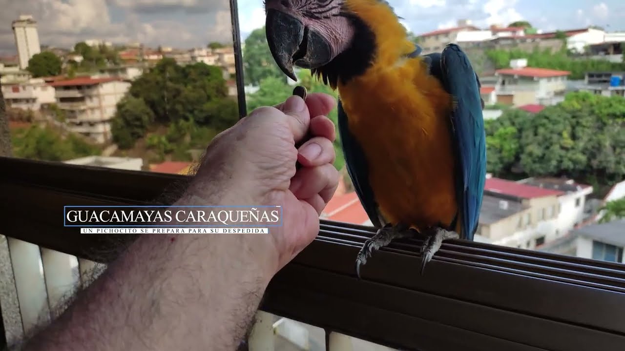 Guacamayas Caraqueñas - El Ciclo se repite y viene un nuevo adios
