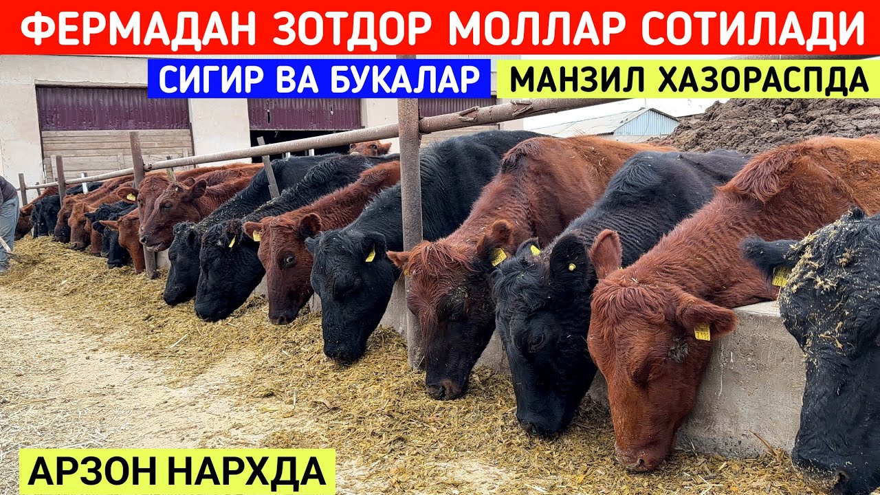 ФЕРМАДАН ЗОТДОР СИГИР ВА БУКАЛАР СОТИЛАДИ МАНЗИЛ ХАЗОРАСПДА !!! ХОРАЗМ БОЗОР 