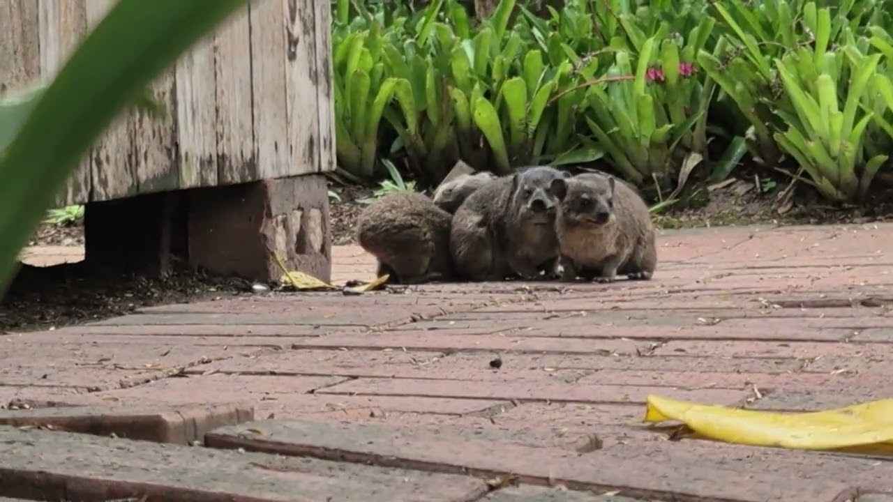Baby Dassies  / Rock Hyrax 1080p extended footage