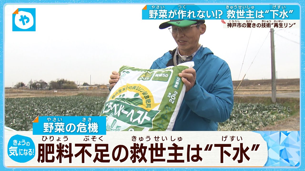 野菜危機！肥料不足の救世主は″下水″に