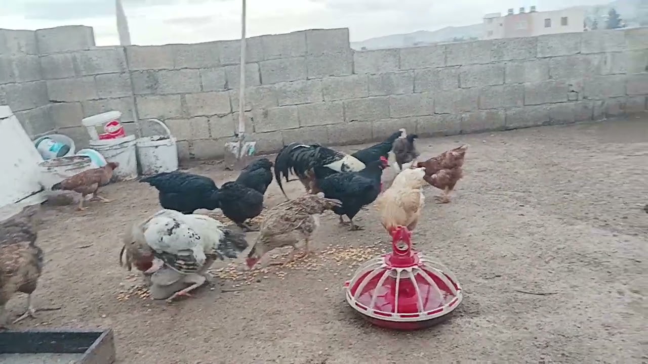 BUGÜN YİNE TAVUKLARDAYIZ
