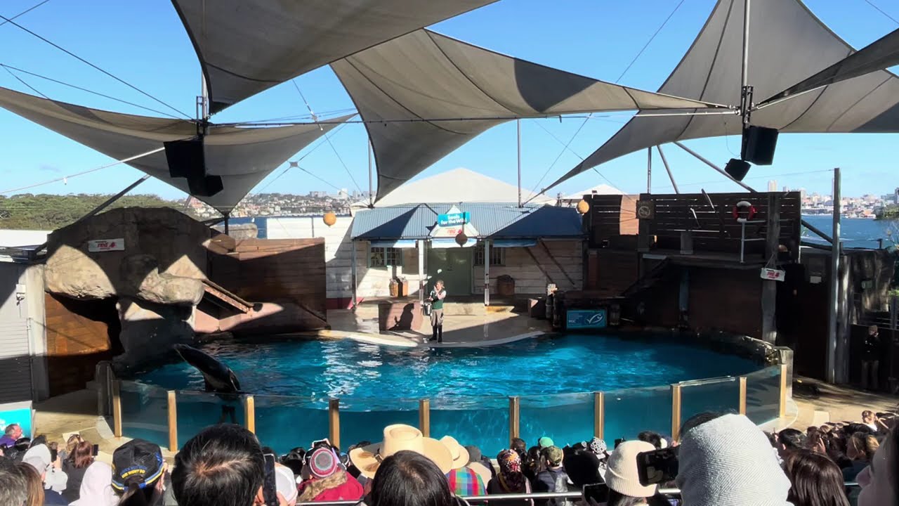 Seal Show at Taronga Zoo