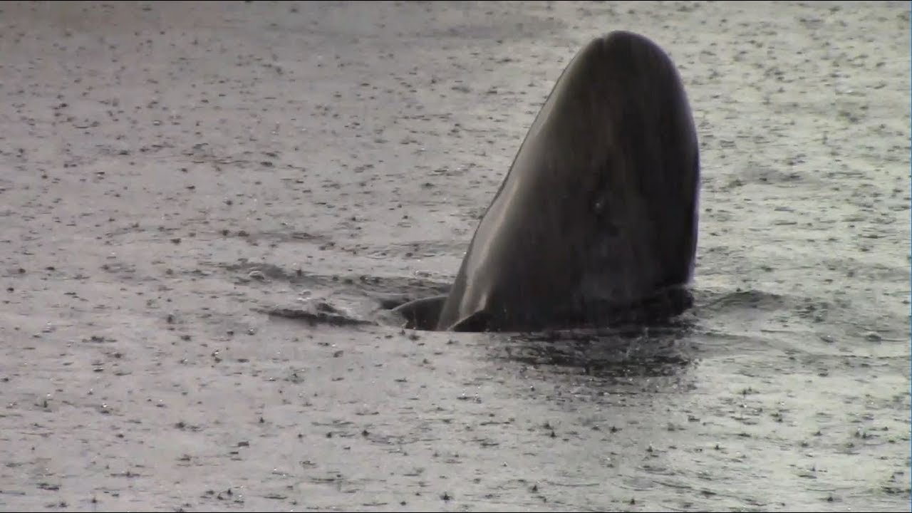 False Killer Whale Calf Playing in the Rain オキゴンドウの赤ちゃん　雨の中で遊んでる