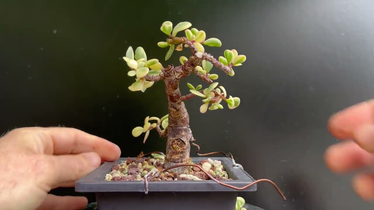 Обрезка небольшого карликового бонсай из портулакарии африканской (Portulacaria afra)