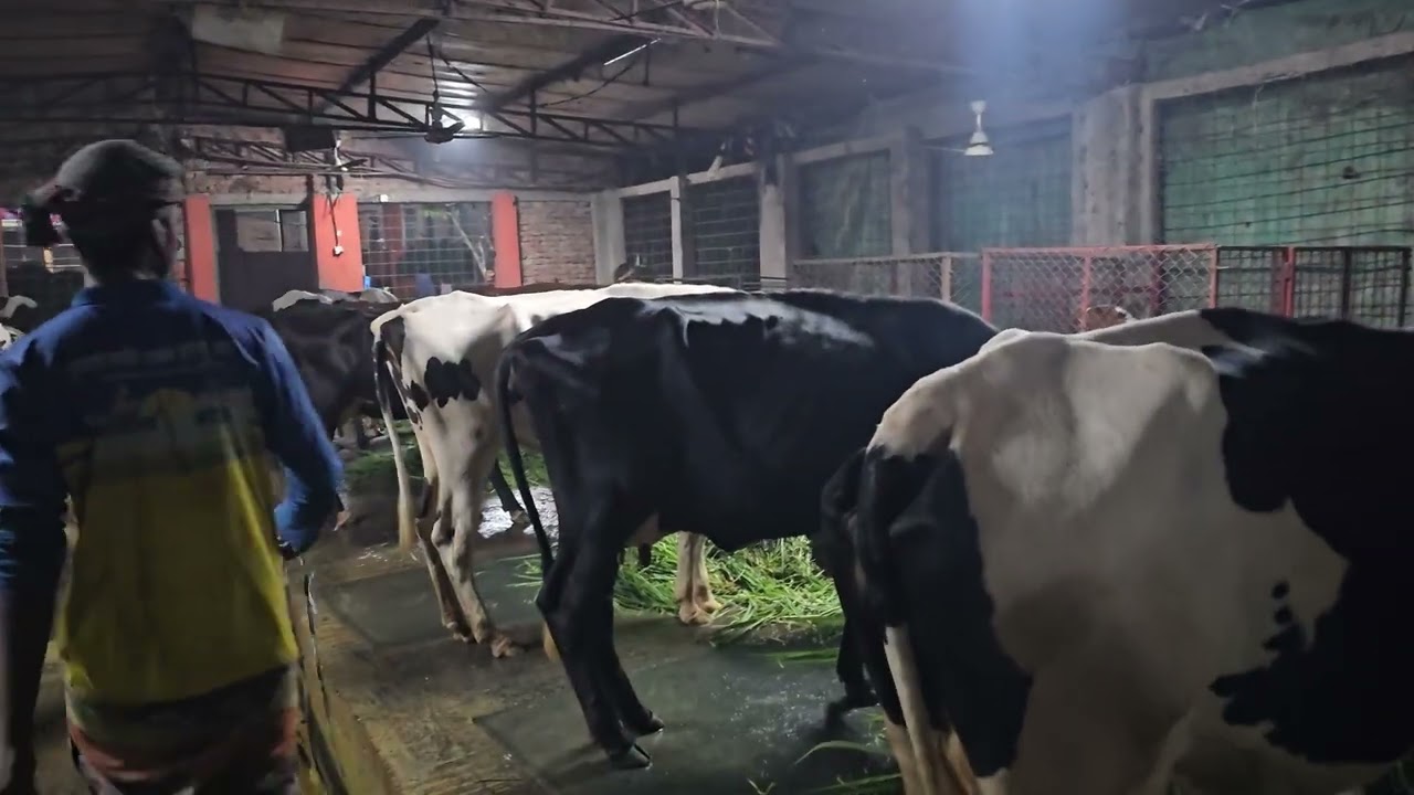 48-কাঁচা ঘাস ছাড়া যারা গাভী গরু লালন পালন করতে চান! #cowfarming #cow #dairyfarming 
