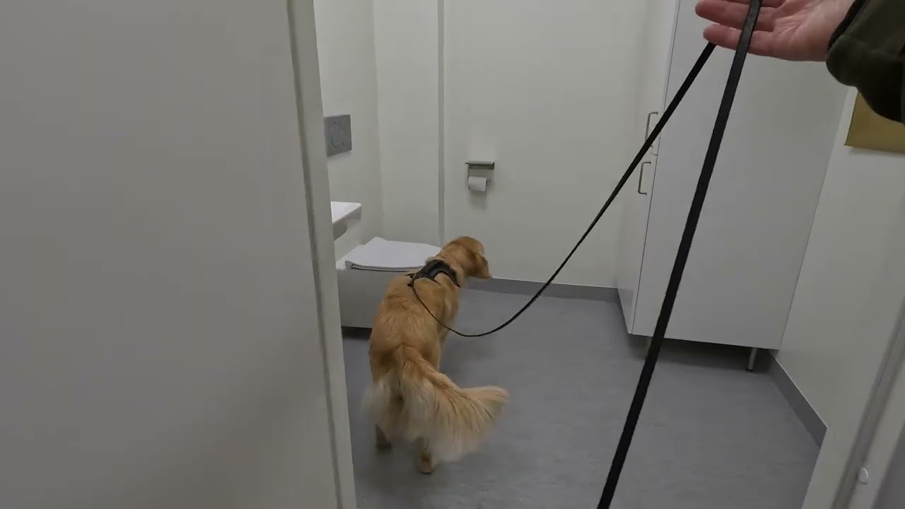 NoseWork1 tävling TEM inomhus på Lidingö 7 feb 2026, här är moment 3 och 4. 