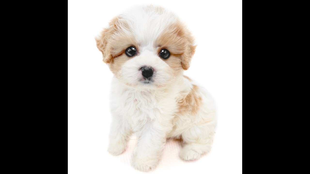 【3/1撮影】大人気のMIX犬！マルワンのキャバションが登場！