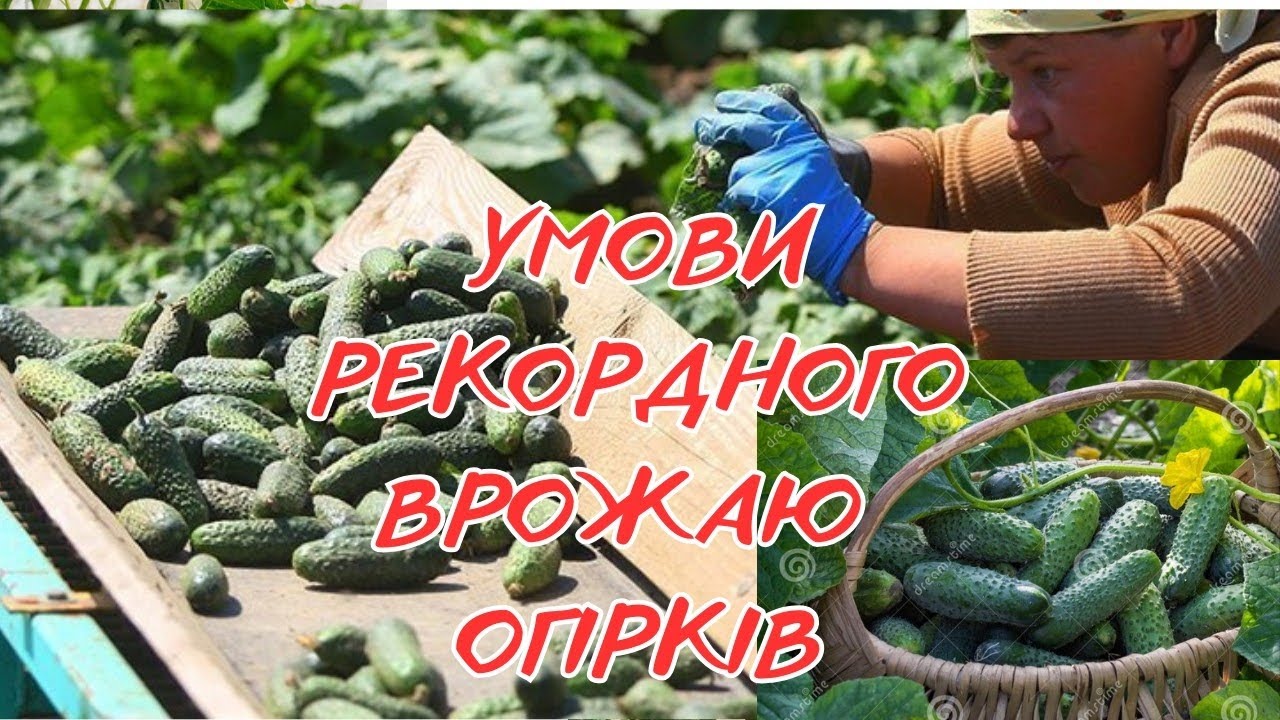 Що ЗРОБИТИ, щоб ОГІРКИ ТАЧКАМИ, а сусіди в ШОЦІ #городництво #cucumber  #садівництво #огірки 