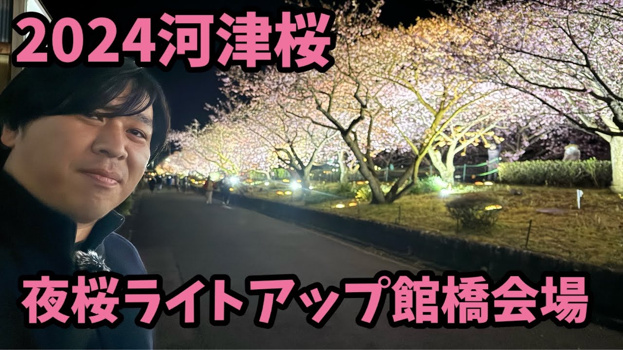 【2024河津桜まつり】2.11 いつもよりパワーアップ　夜桜ライトアップ　館橋会場　河津櫻　ライブカメラ