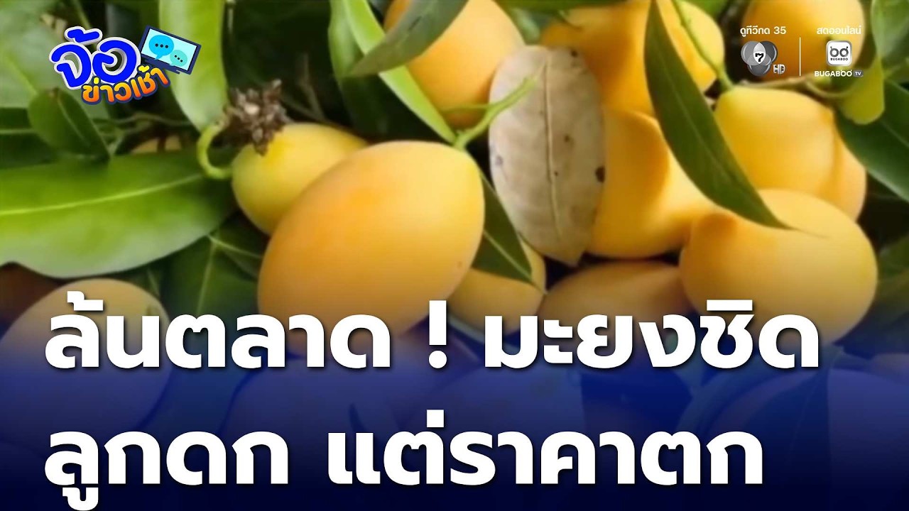มะยงชิด - มะปรางหวาน ลูกดก แต่ราคาตก | #ข่าวช่อง7