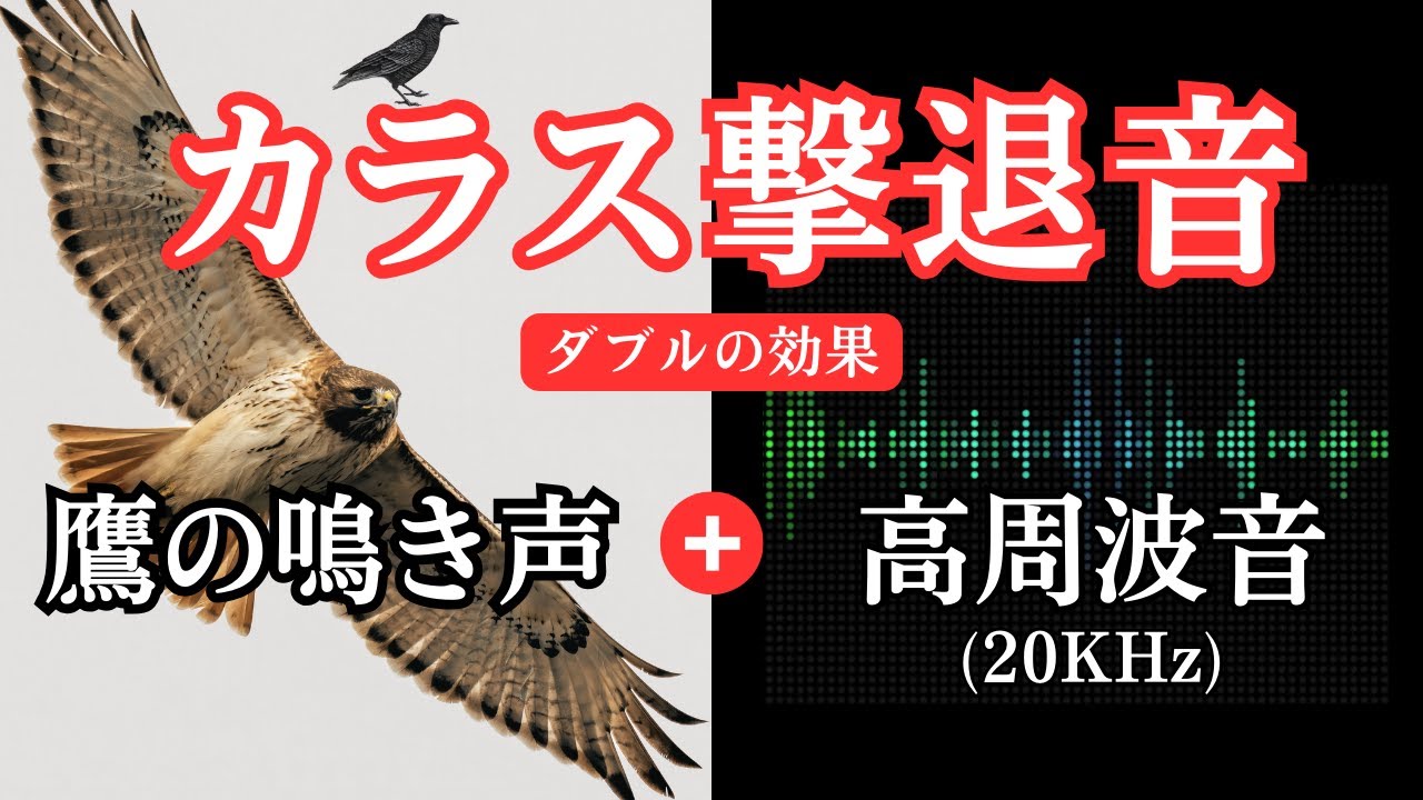カラス撃退音。鷹の鳴き声と超音波でダブルの効果。カラスが嫌がる音でカラス対策