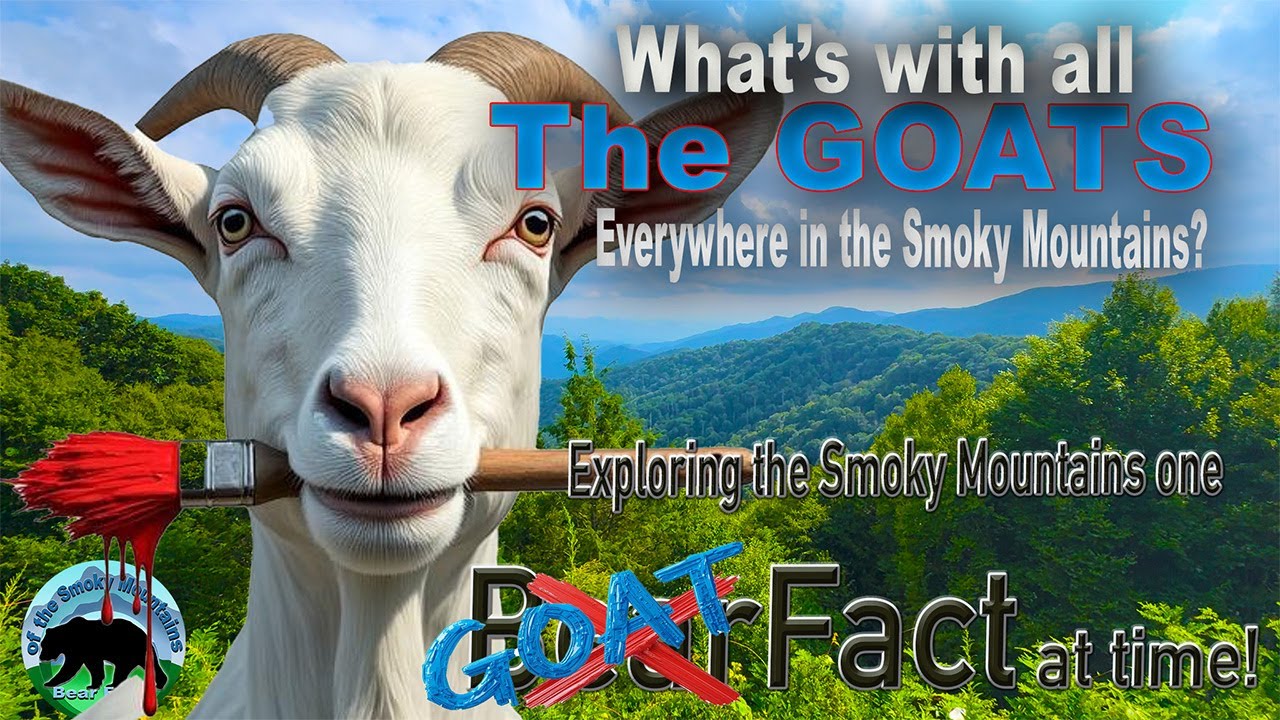 The Smoky Mountains’ Most Unexpected Attraction: Goats