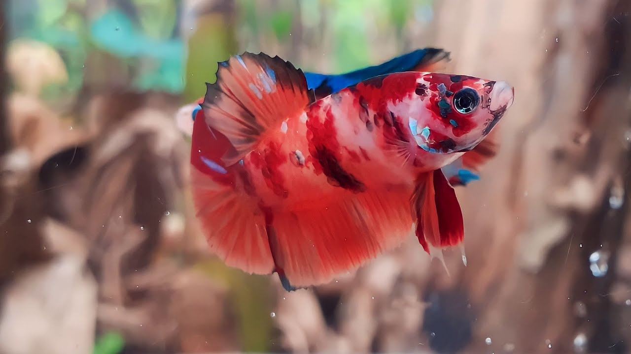 Betta fish multicolour