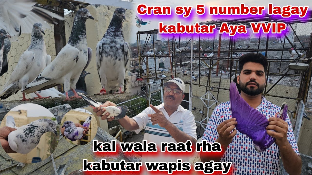 Kal wala bara kabutar wapis agaya😯cran sy 5 kabutar aj numbero waly Aya VIP 