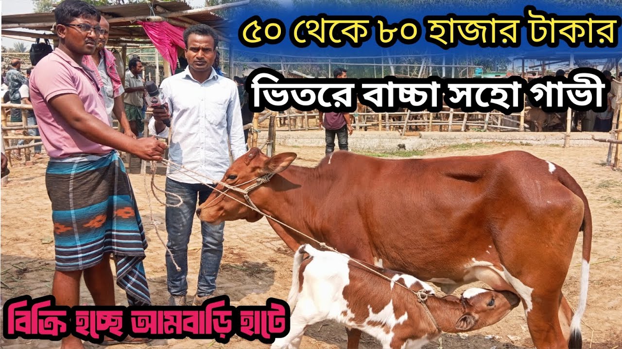 ৭/৩/২৬| বাচ্চা সহো শাহিওয়াল জাতের গাভী আমবাড়ি হাটের ব্যাপারীরা বলতেছে গরু নেয়ার লোক নেই!