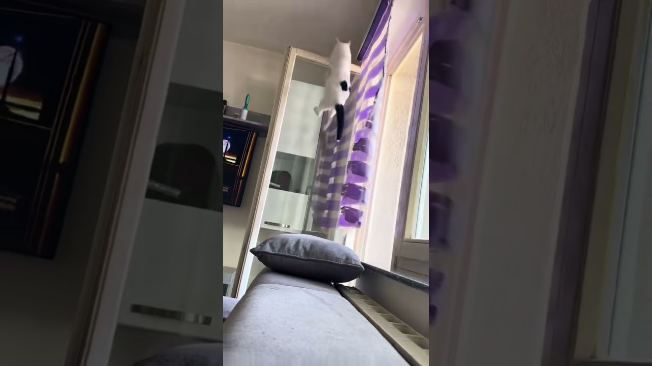 SABKA - stanje na terenu je redovno #sabka #cat