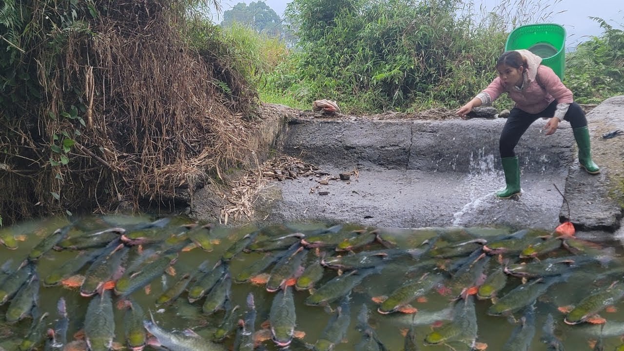 Discovering an old wild water puddle, unexpectedly there are many large fish living densely