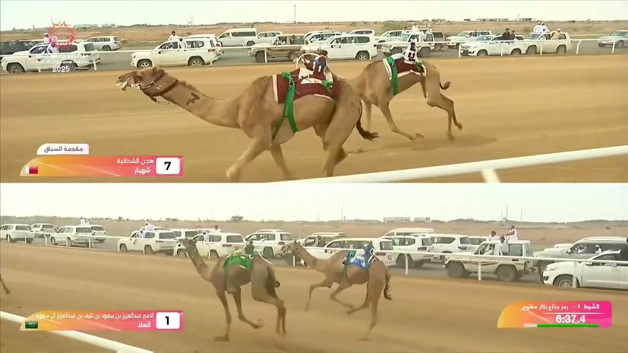 الشوط 1 كأس جذاع بكار مفتوح مساء يوم الثلاثاء 09-09-2025 من #مهرجان_ولي_العهد_للهجن 2025