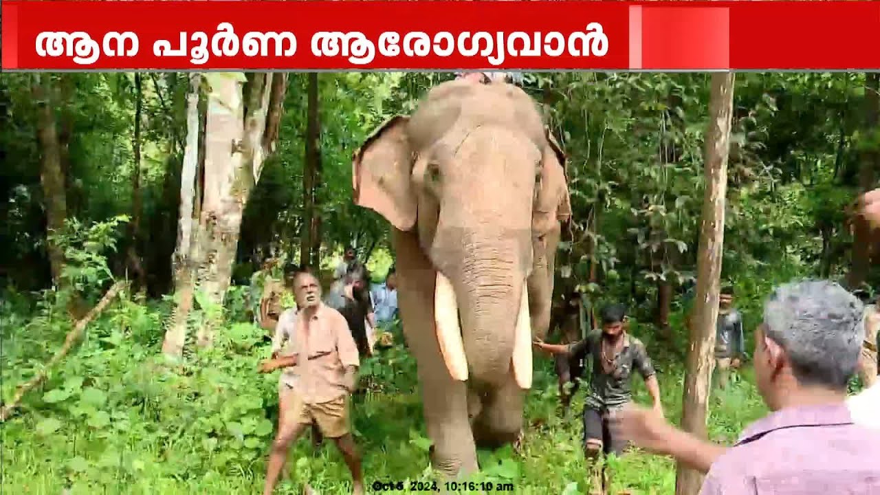 പുതുപ്പള്ളി സാധുവിനെ നാട്ടിലെത്തിച്ചു; ആന പൂർണ ആരോഗ്യവാൻ | Puthuppally Sadhu