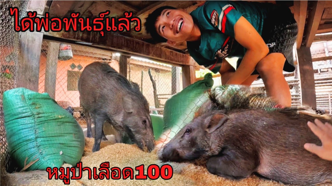 ไดพ่อพันธุ์หมูป่าแล้วจะเอาไปผสมพันธุ์กับหมูป่าหัวหน้าดอน😂