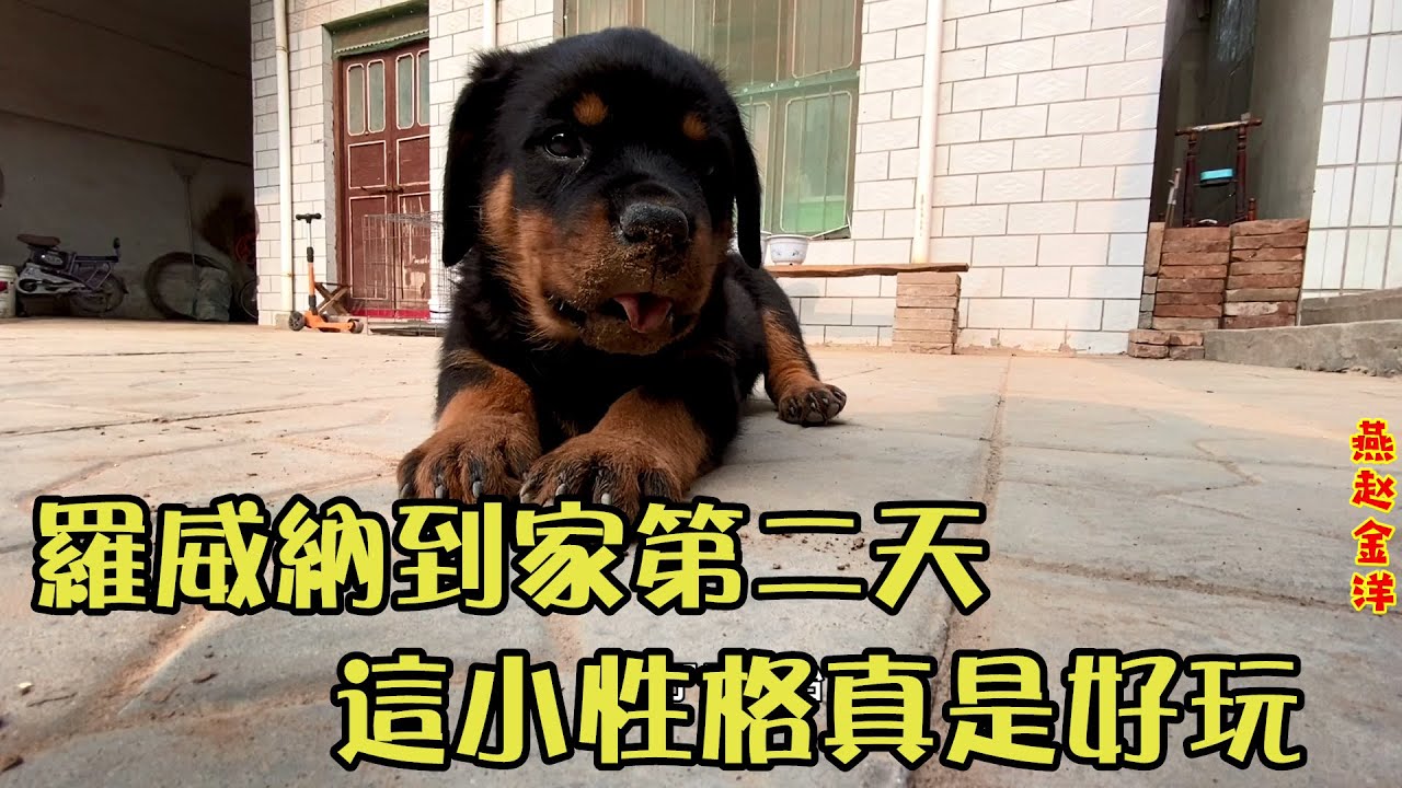 罗威纳到家第二天完全释放，金洋给他准备大餐？一盆美食瞬间吃完