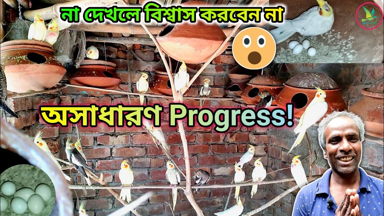 Cockatiel/Java Sparrow/Diamond Dove Birds Breeding Colony Setup Visit With Breeding Progress