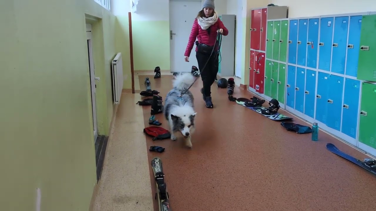 2026.01.17 Zawody Nosework Polska w Zakopanem z Psinoskiem klasa 1 przedmioty Kinga i Szafir