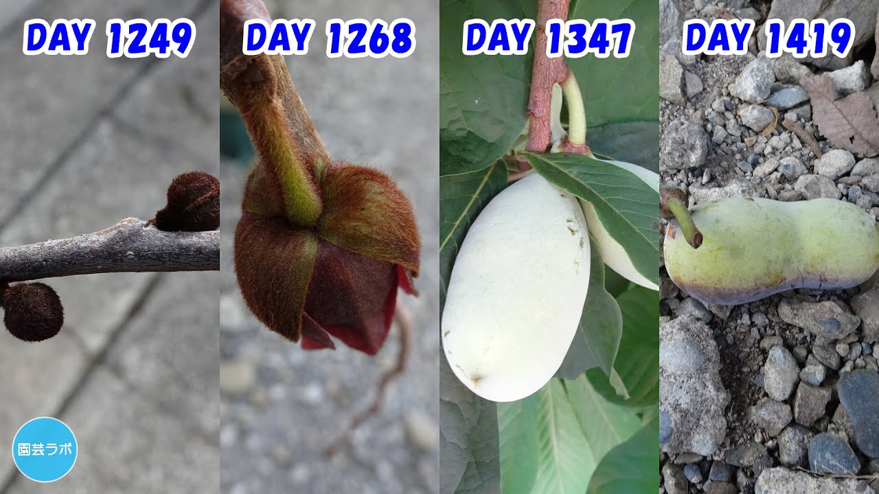 実ができない！？ポポー栽培記録4年目 2023～2024年 / Pawpaw 4th Year 2023-2024