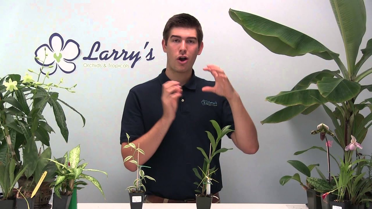 Using Bark over Sphagnum Moss When Growing Orchids