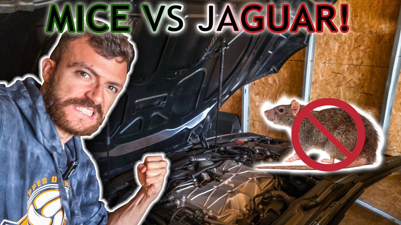 В Jaguar F-Type завелись мыши! Пора их вывести!