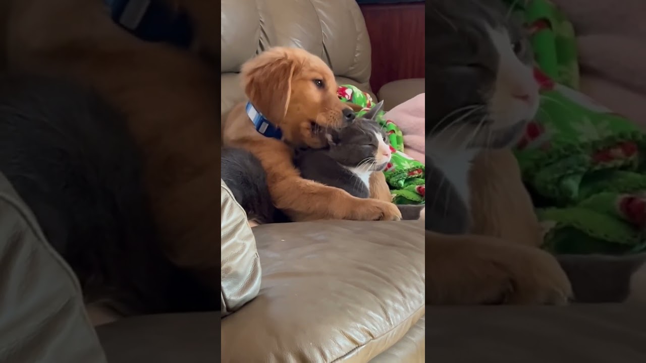 Cat and dog are best friends 🥰❤️