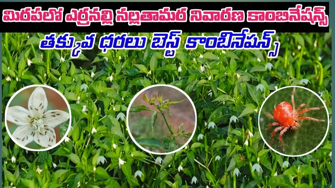 మిరపలో నల్లి నల్లతామర తెల్లదొమ వైరుస్ తక్కువ ధరలో మందులు   #harshafarming 