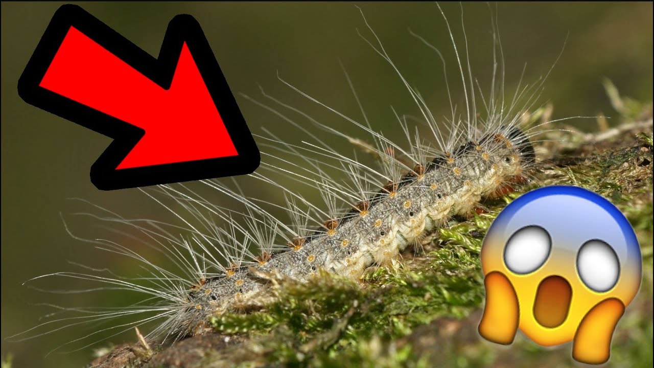 La chenille redémarre. C'est vrai ça ?